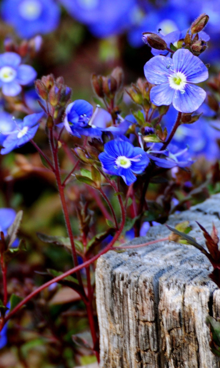 Das Little Blue Flowers Wallpaper 768x1280