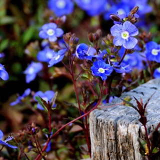 Kostenloses Little Blue Flowers Wallpaper für iPad 3