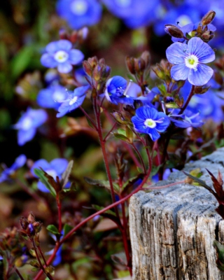 Kostenloses Little Blue Flowers Wallpaper für Nokia Lumia 925