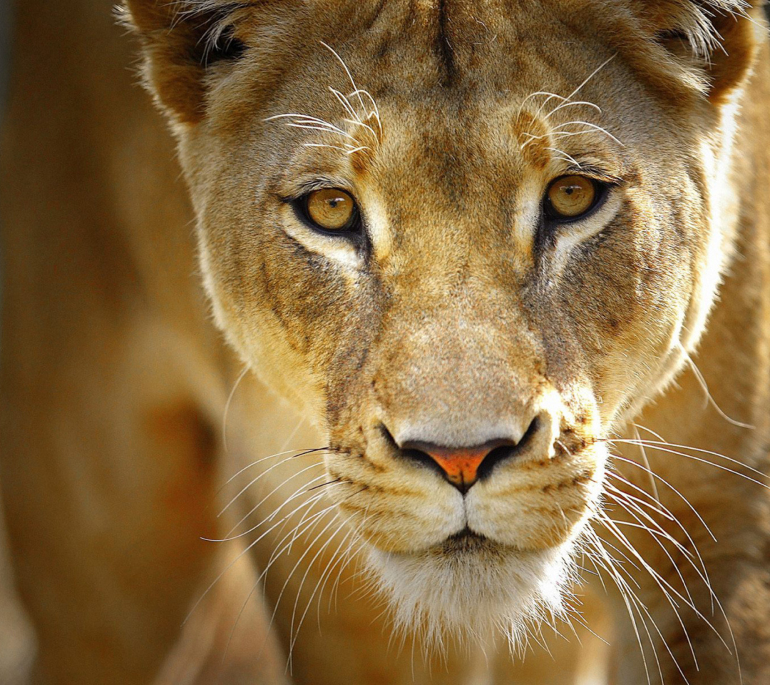 Lioness wallpaper 1080x960