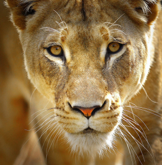 Lioness - Obrázkek zdarma pro iPad Air