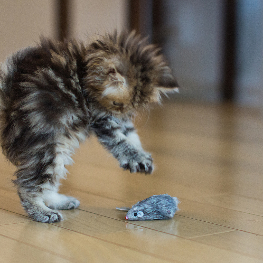 Funny Kitten Playing With Toy Mouse wallpaper 1024x1024
