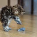 Funny Kitten Playing With Toy Mouse wallpaper 128x128