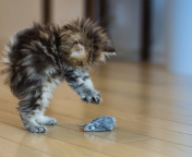 Funny Kitten Playing With Toy Mouse screenshot #1 176x144
