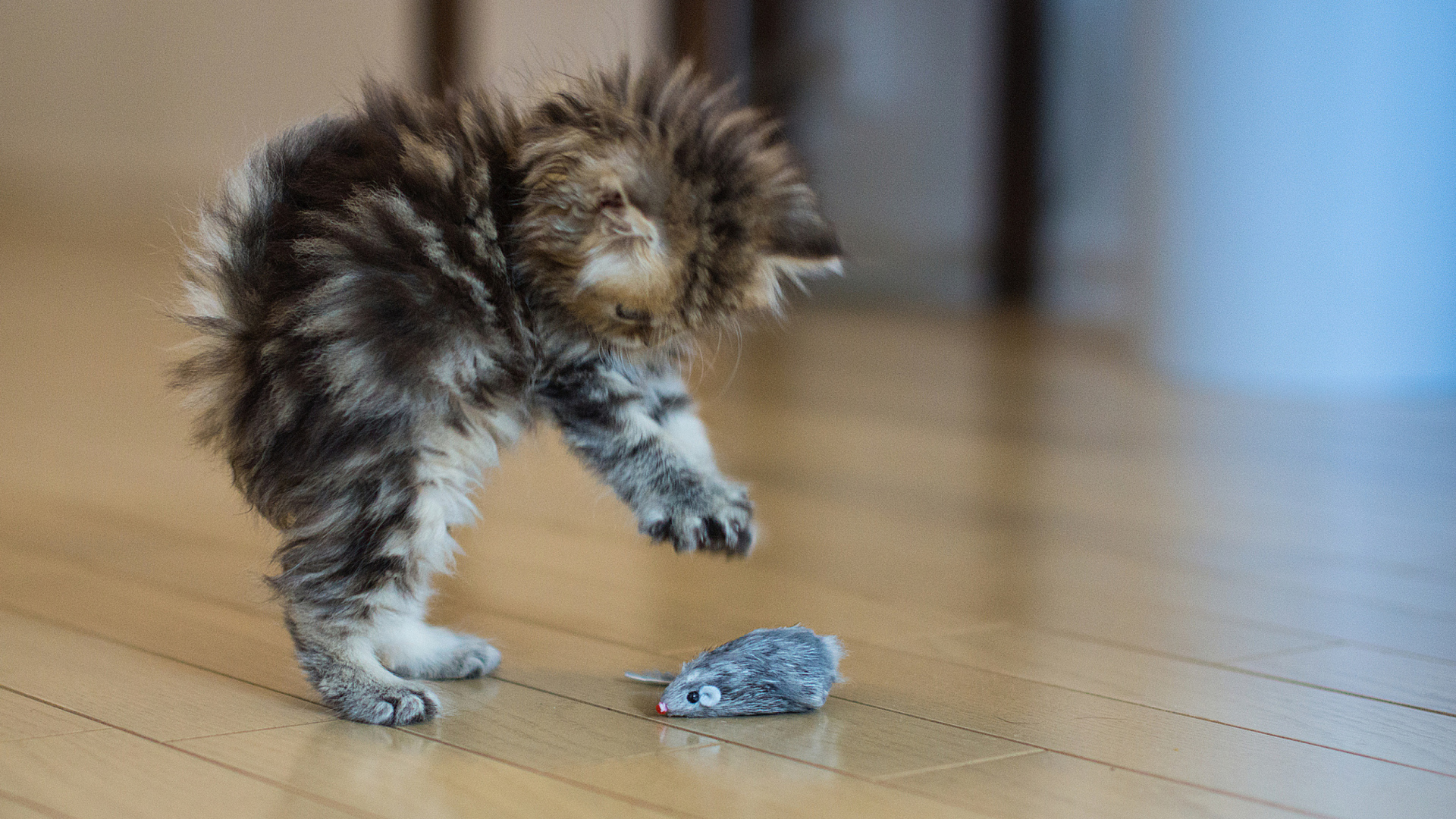 Fondo de pantalla Funny Kitten Playing With Toy Mouse 1920x1080