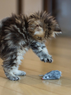 Sfondi Funny Kitten Playing With Toy Mouse 240x320