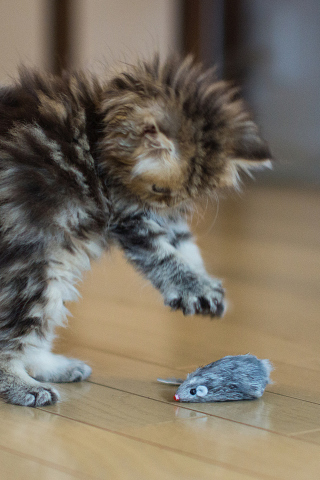 Funny Kitten Playing With Toy Mouse wallpaper 320x480