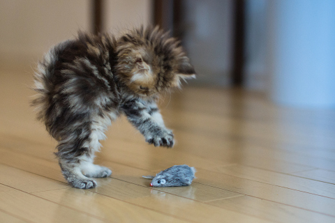Funny Kitten Playing With Toy Mouse wallpaper 480x320