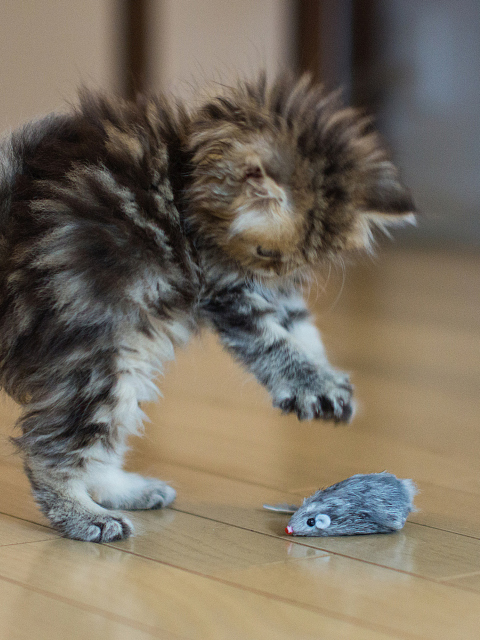Sfondi Funny Kitten Playing With Toy Mouse 480x640