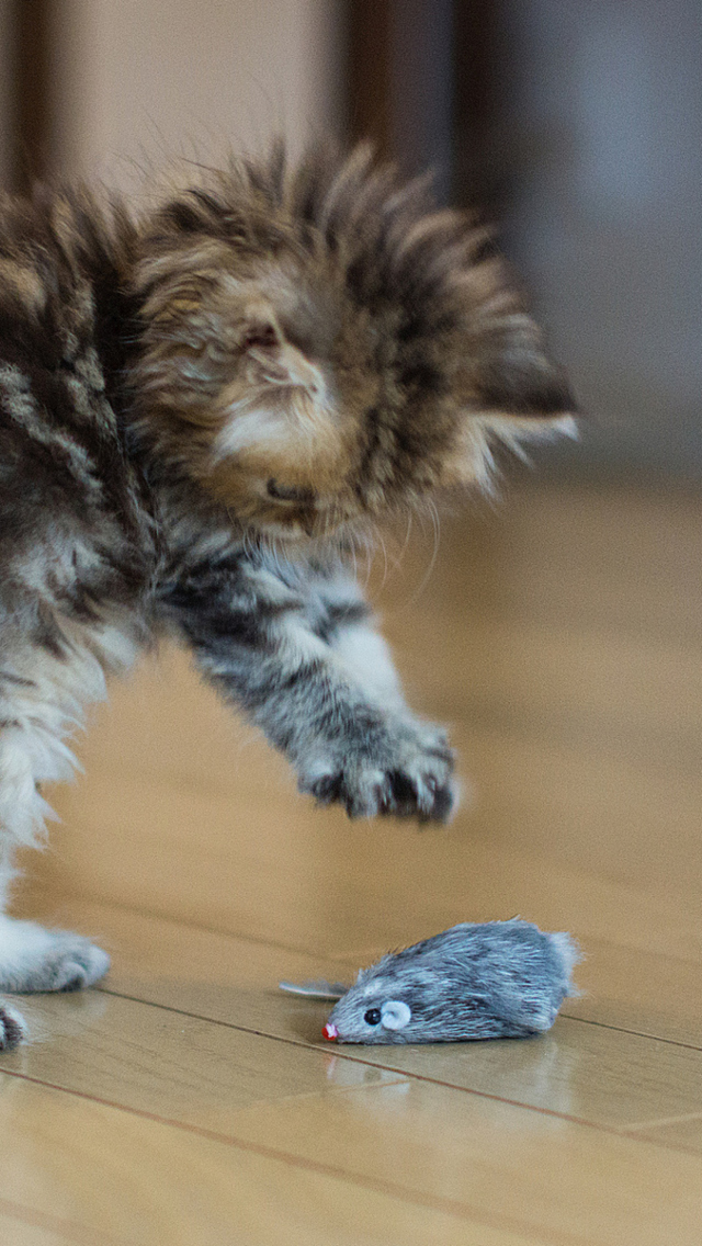 Funny Kitten Playing With Toy Mouse wallpaper 640x1136