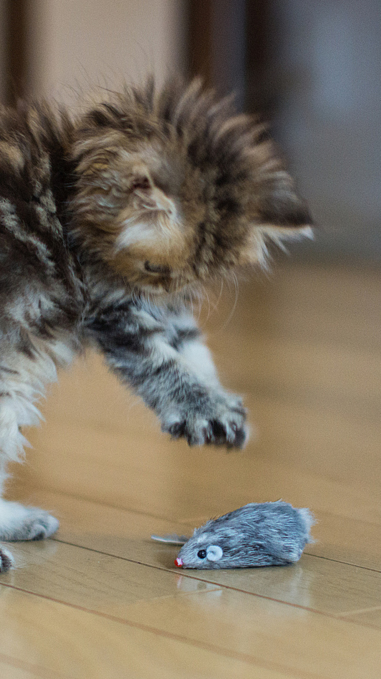 Funny Kitten Playing With Toy Mouse wallpaper 750x1334