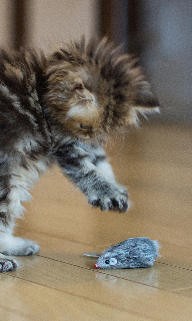 Обои Funny Kitten Playing With Toy Mouse 768x1280