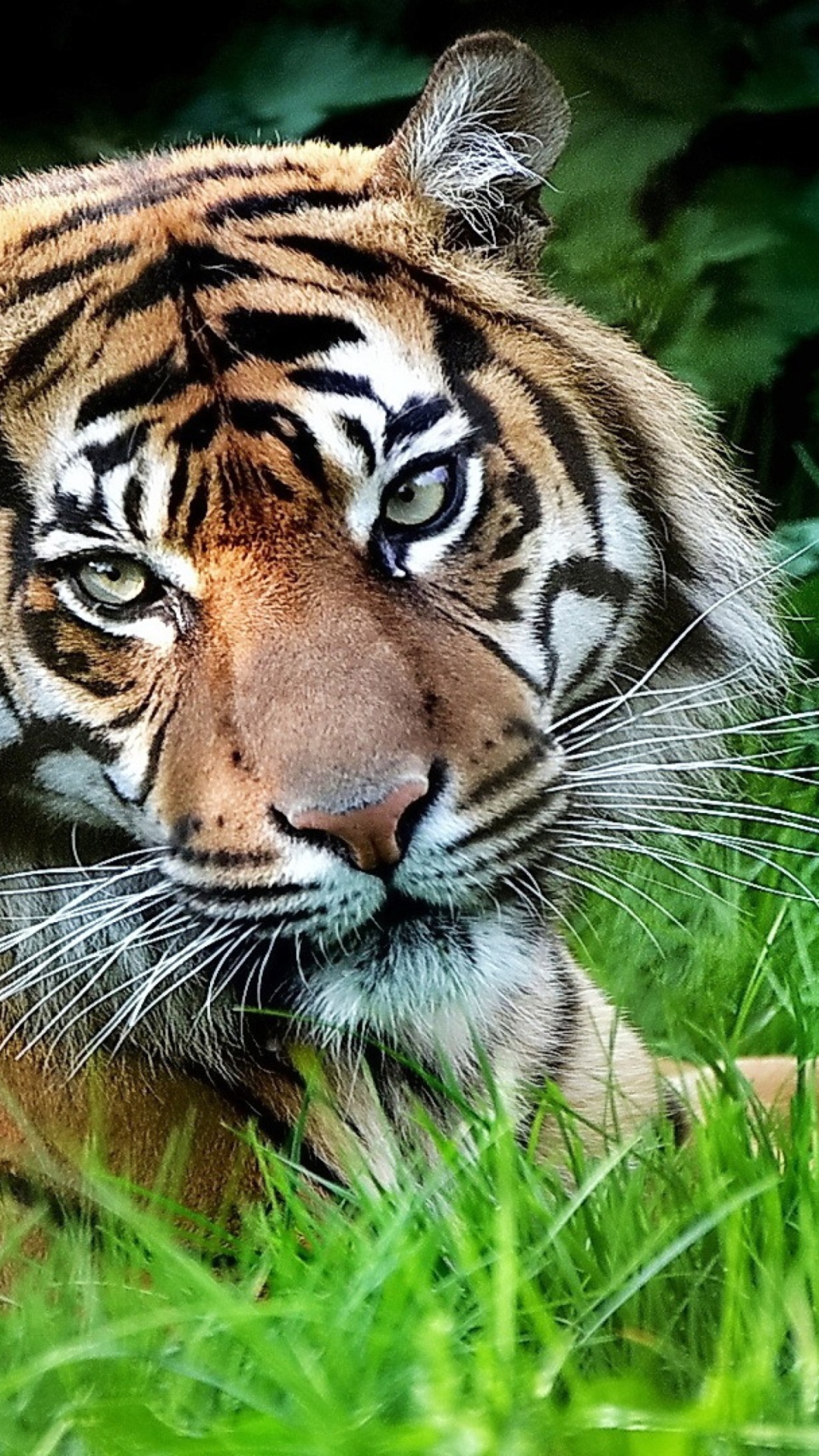 Sfondi Tiger 1080x1920