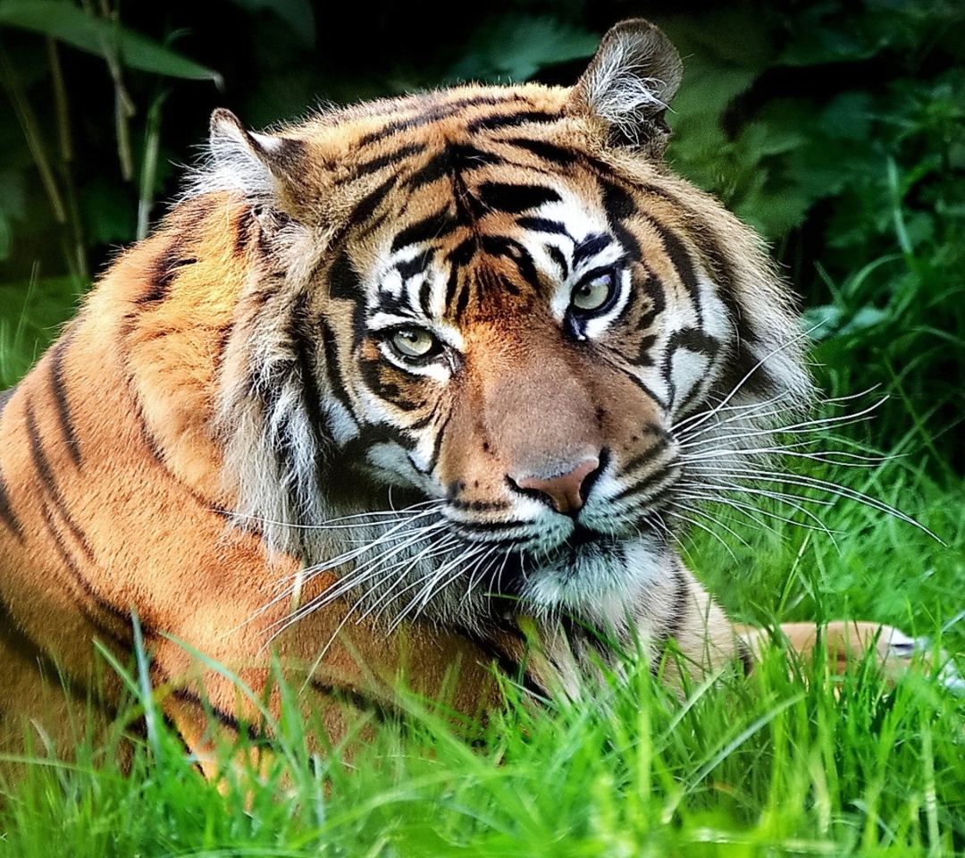 Tiger wallpaper 1080x960