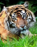 Tiger screenshot #1 128x160