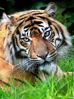 Tiger wallpaper 240x320