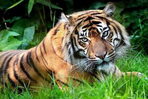 Sfondi Tiger 480x320
