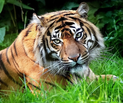 Sfondi Tiger 480x400