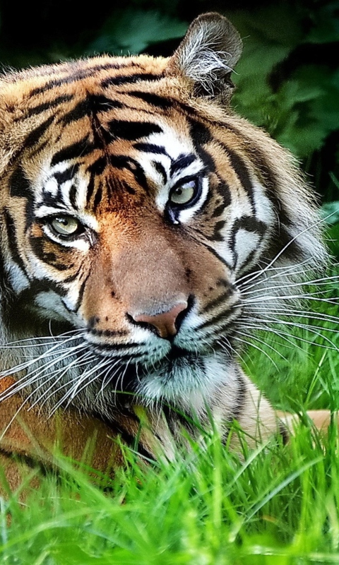 Tiger screenshot #1 480x800