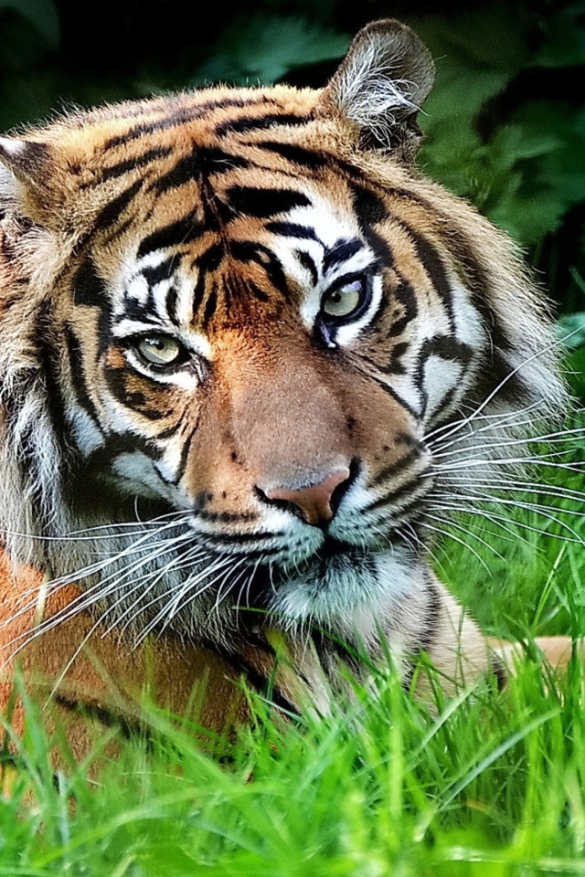 Tiger wallpaper 640x960