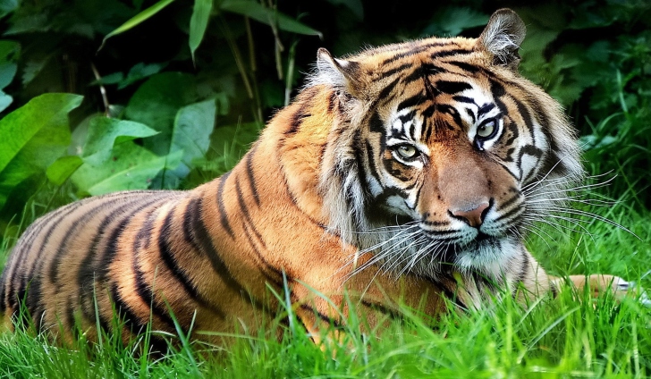 Sfondi Tiger