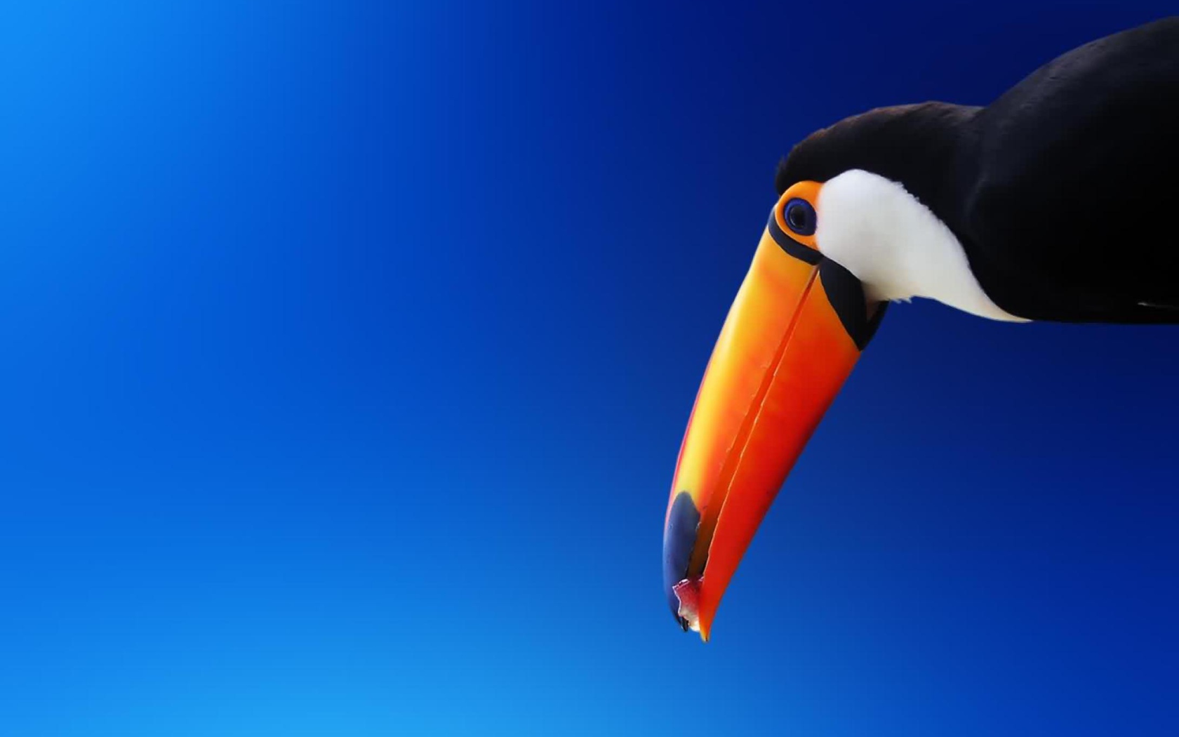 Toucan screenshot #1 1680x1050