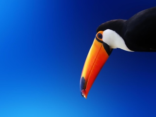 Fondo de pantalla Toucan 320x240