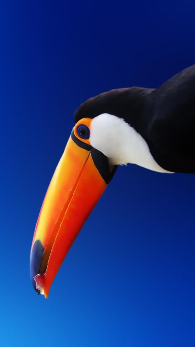 Sfondi Toucan 640x1136