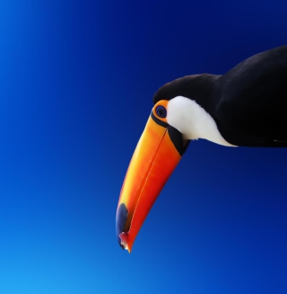 Toucan Picture for 1024x1024