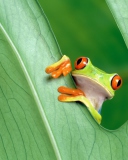 Sfondi Little Frog 128x160