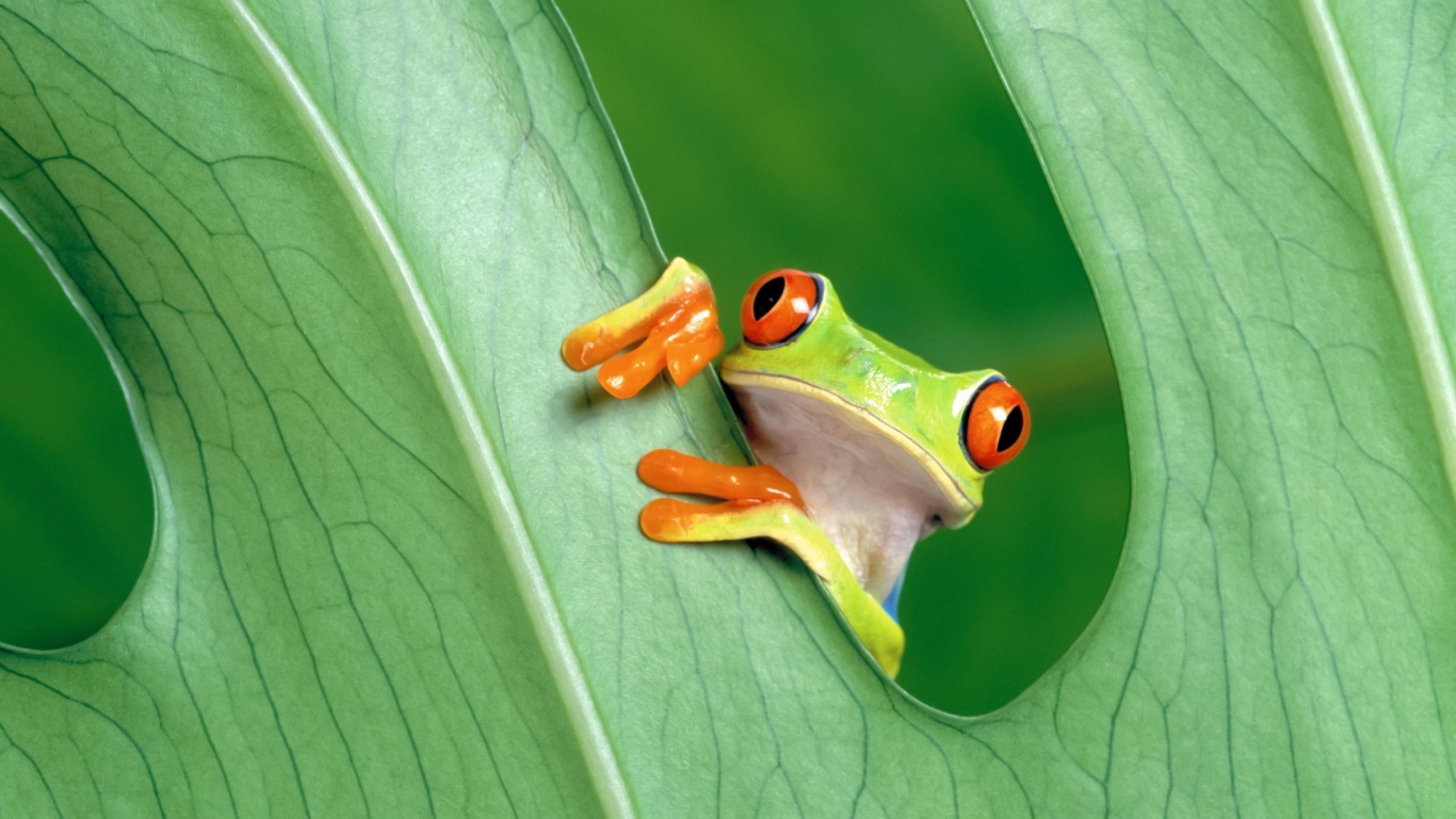 Das Little Frog Wallpaper 1366x768