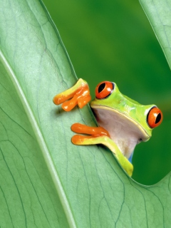 Das Little Frog Wallpaper 240x320