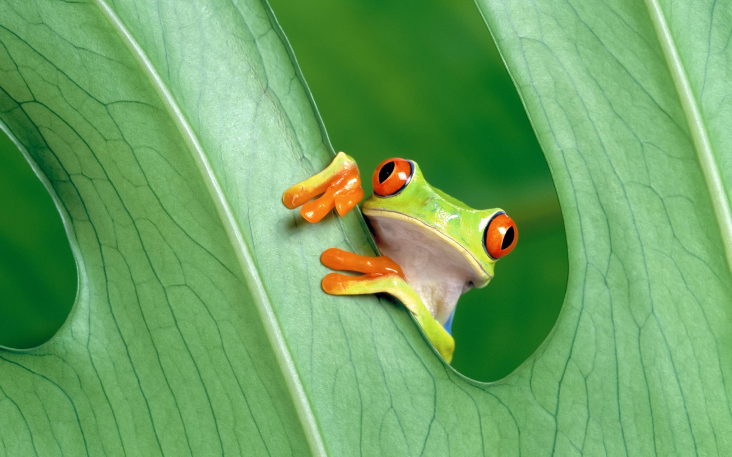Little Frog wallpaper 2560x1600