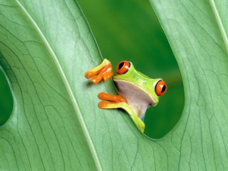 Little Frog wallpaper 320x240