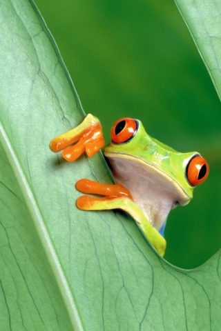 Little Frog wallpaper 320x480