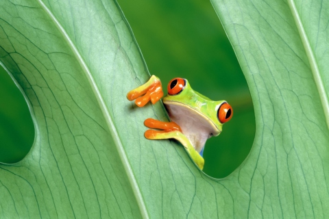 Little Frog wallpaper 480x320