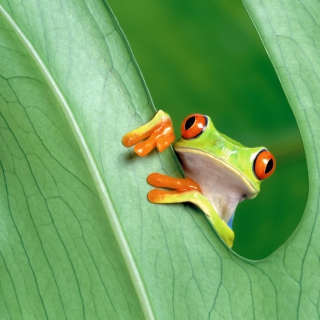 Kostenloses Little Frog Wallpaper für Samsung B159 Hero Plus