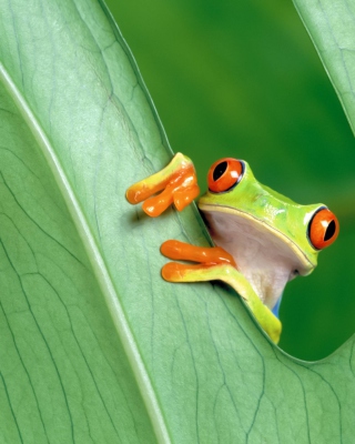 Little Frog - Obrázkek zdarma pro 320x480