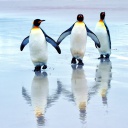 King penguins screenshot #1 128x128