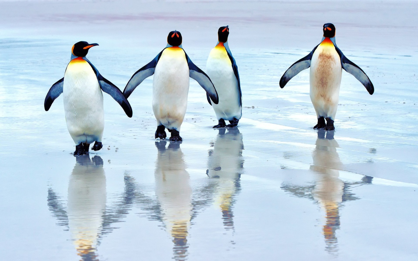 Fondo de pantalla King penguins 1440x900