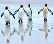 King penguins wallpaper 176x144