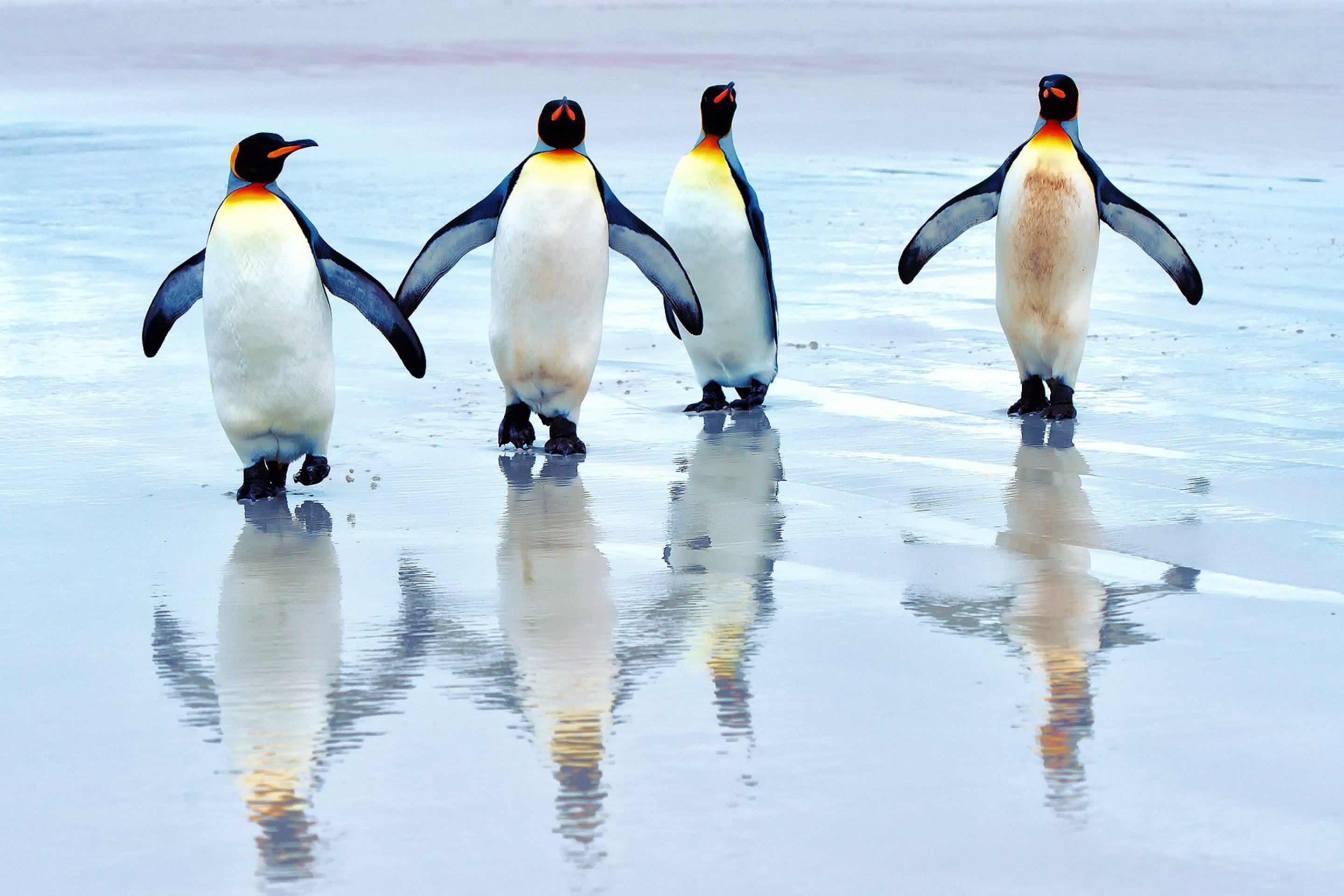 Fondo de pantalla King penguins 2880x1920