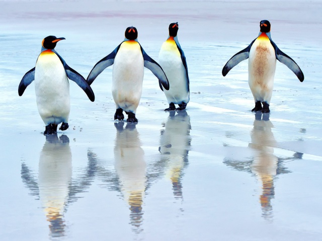 Sfondi King penguins 640x480