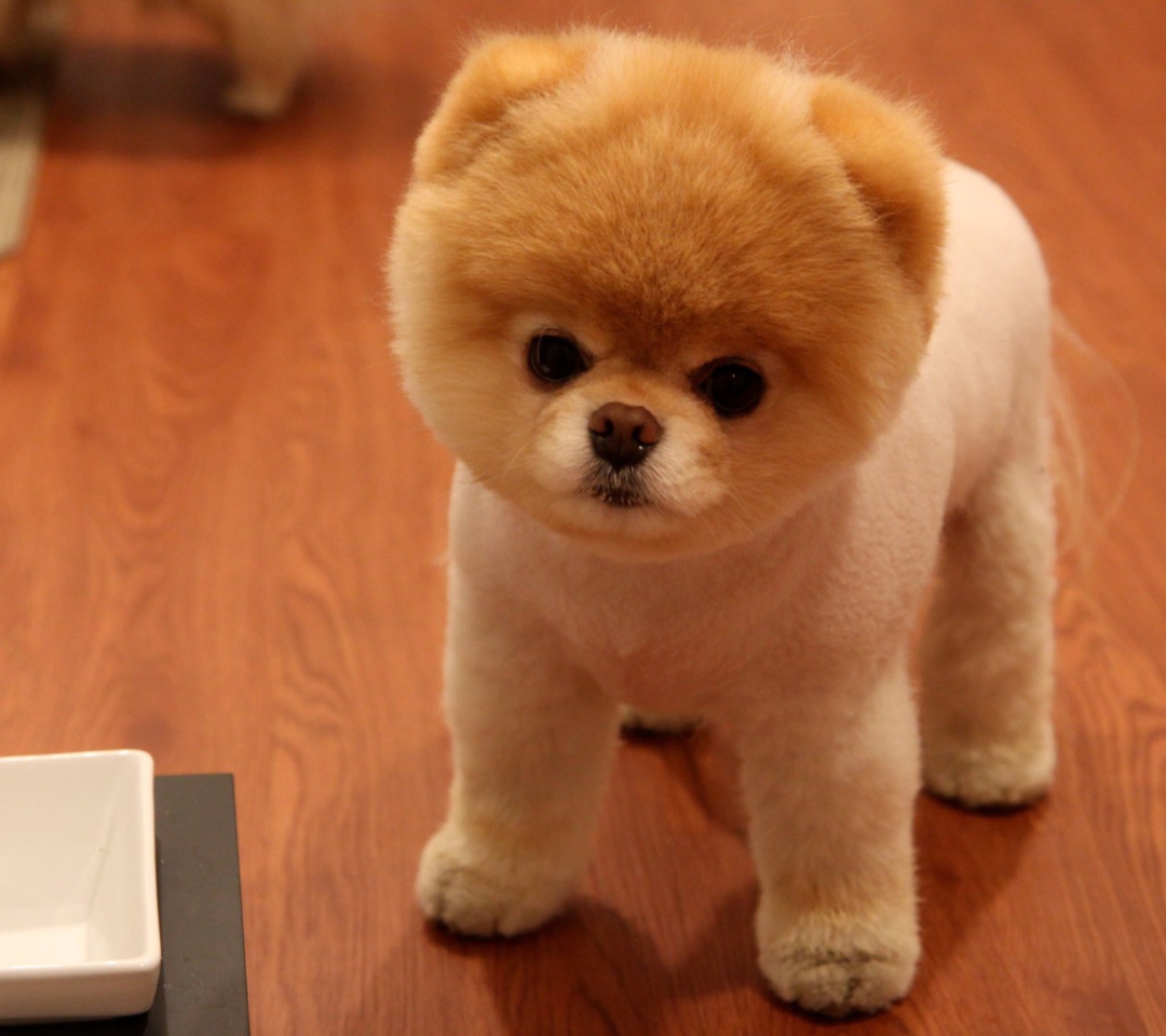 Sfondi Cute Boo Dog 1080x960