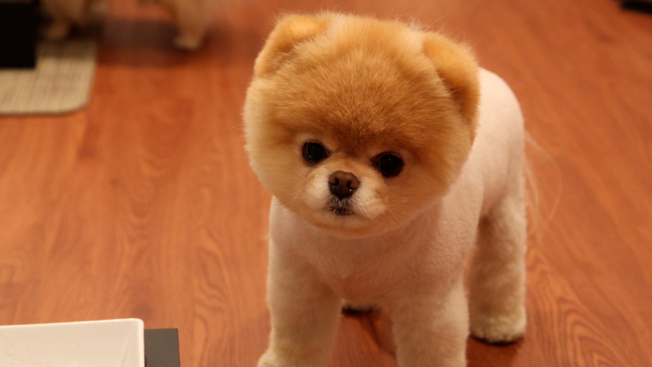 Cute Boo Dog wallpaper 1280x720