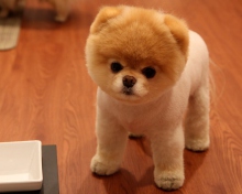 Fondo de pantalla Cute Boo Dog 220x176