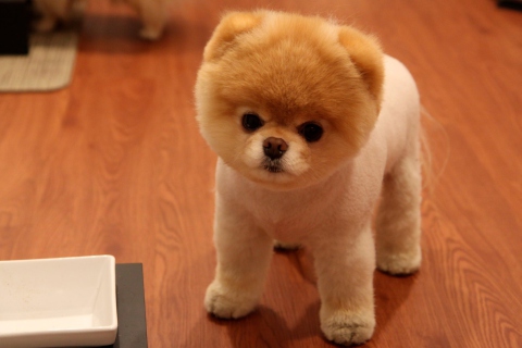 Sfondi Cute Boo Dog 480x320