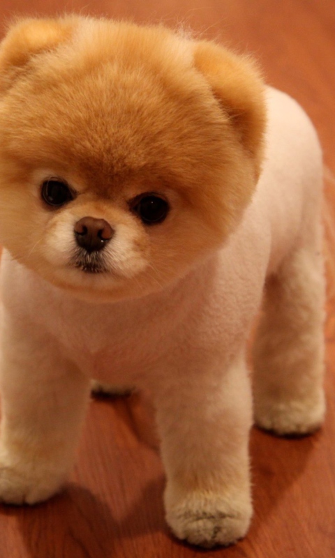 Cute Boo Dog screenshot #1 480x800