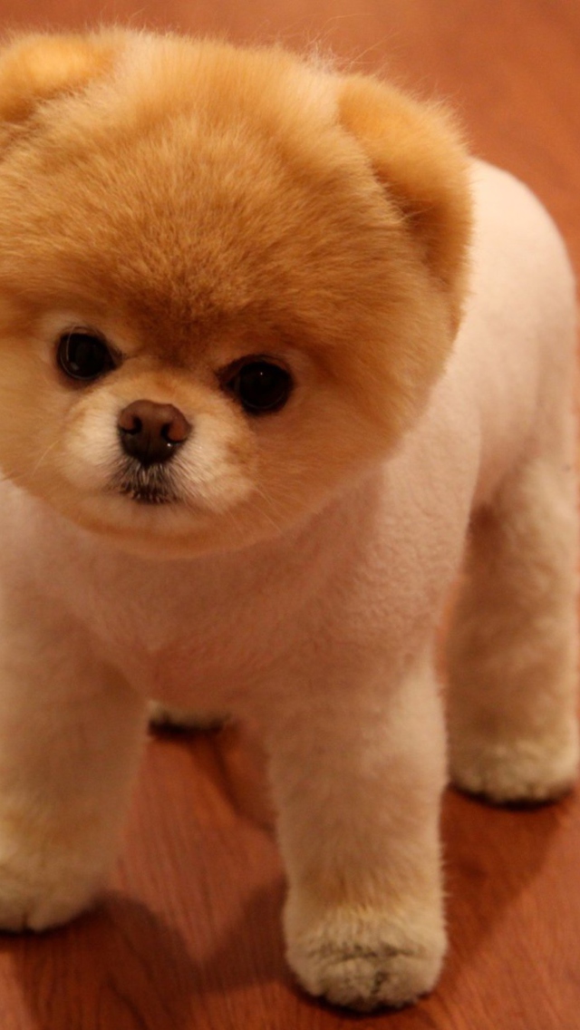 Sfondi Cute Boo Dog 640x1136