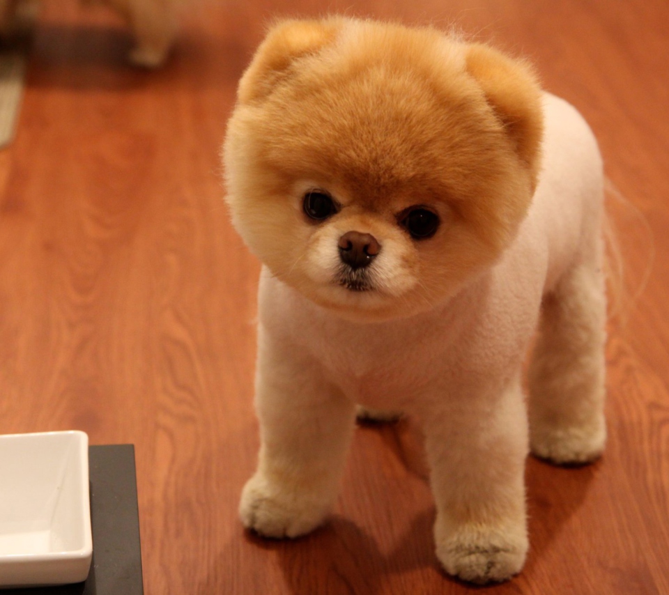 Cute Boo Dog screenshot #1 960x854
